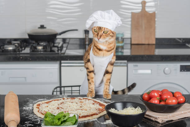 istock A cat dressed as a chef prepares pizza in the kitchen. 1422426729