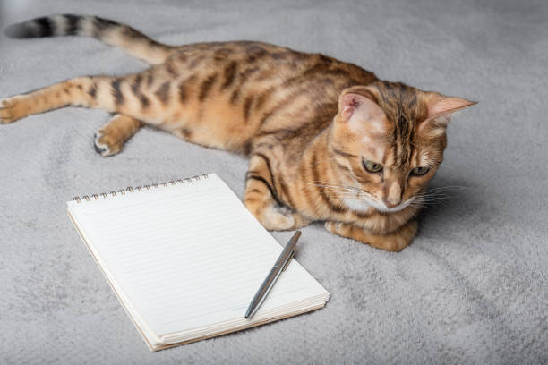 istock Bengal cat sits next to a white notepad and pen. 1422427622