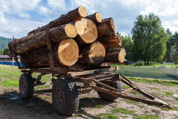 istock Truck trailer full of thick cedar logs 1422427977