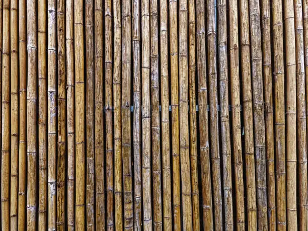 Full Frame Dry Brown Bamboo Sticks Wall