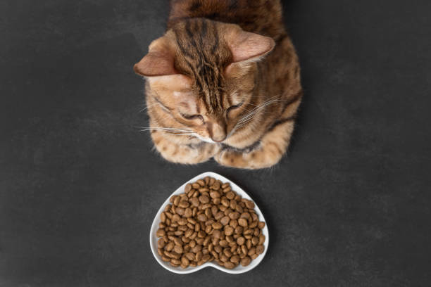 istock Dry cat food on a dark background. Blurred cat head. Selective focus. 1422428232