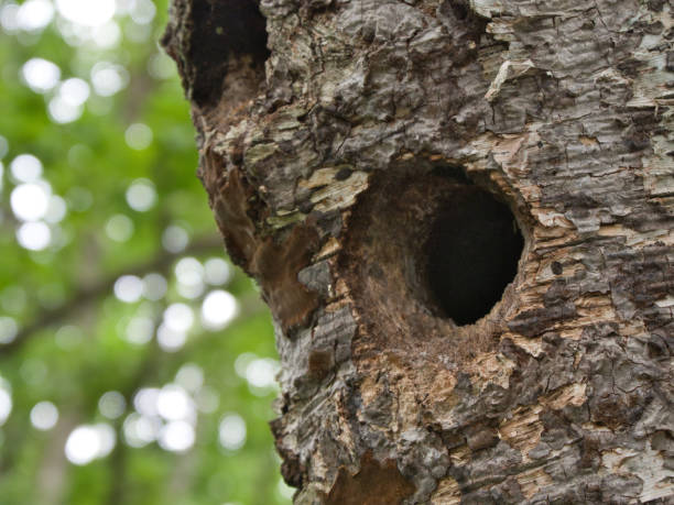 istock A hole made by a woodpecker 1422429638