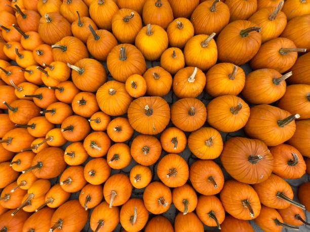 New England Sugar Pie Pumpkin
