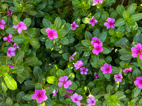 Stock photo showing close-up, elevated view of flowerbed planted with pink flowering Sadabahar / Madagascar periwinkle plants (Catharanthus roseus). Gardening and exterior design concept.