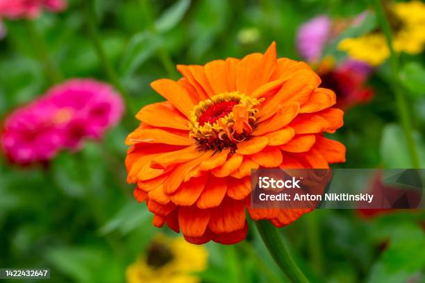 Garden Zinnia With Orange Petals Closeup Photo In Summertime Stock Photo - Download Image Now