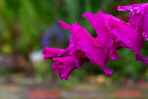 fleur de glaïeul violet en fleurs avec des gouttes de pluie macro photographie. - gladiolus flower floral pattern single flower photos et images de collection