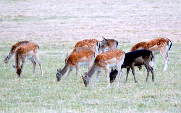 istock Whitetail  and Deer feeding in a field 1422433026