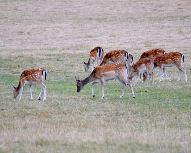 istock Whitetail  and Deer feeding in a field 1422433035