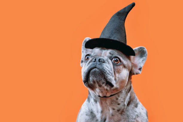French Bulldog dog with Halloween costume witch hat on orange background Portrait of merle French Bulldog dog with Halloween costume witch hat on orange background with copy space dog in halloween hat of witch stock pictures, royalty-free photos & images