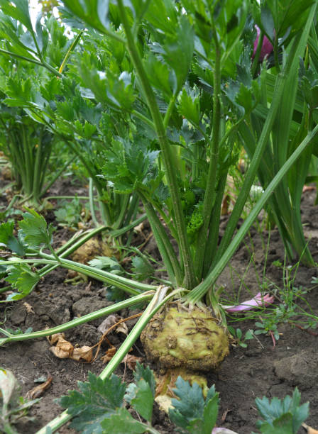 istock In organic soil parsnip grows 1422436783