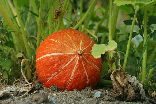 Little Orange pumpking gowing on a pumpking patch in the vegetable garden. Pumpking laying on the ground in garden in front of the green leaves. August September. Germany. Pumpkin plant. Close-up, side view