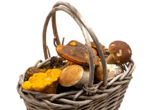 many mushrooms in a basket