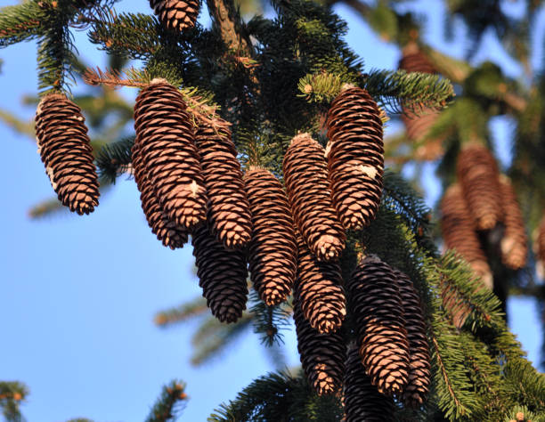 istock Cones that grow on fir branches 1422438736