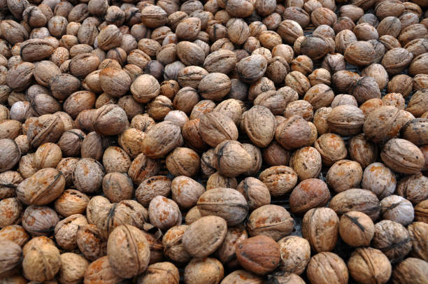 istock Matured fruits of walnut in a shell 1422438813