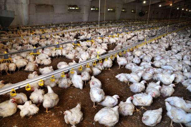 istock Farm for growing broiler chickens 1422438900