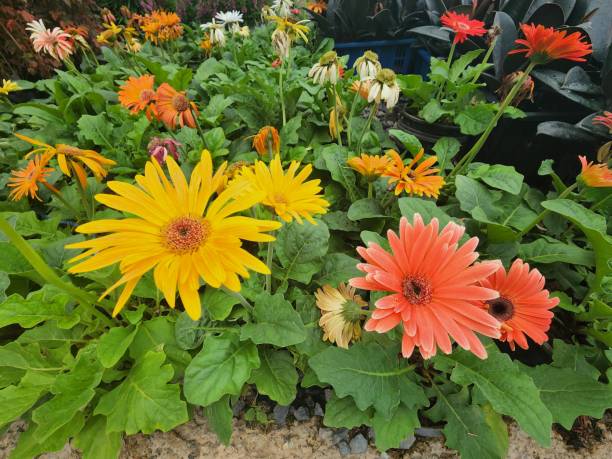 istock Gerbera jamesonii is a beautiful flowering herbaceous plant. 1422440136