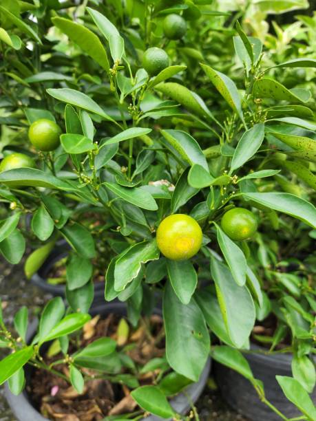 цитрусовая японская – кустарник средних размеров. блестящие свежие зеленые листья - kumquat sour taste citrus fruit fruit стоковые фото и изображения