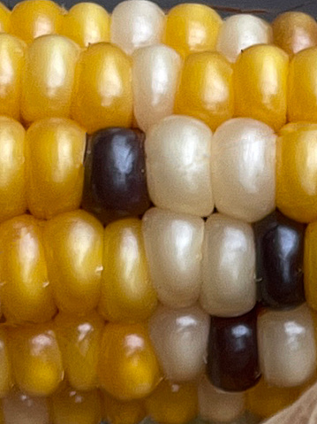 Stock photo showing elevated view of group of corn on the cob ears, flint corn variety, with peeled back husks in a cardboard box. Also known as Indian or calico corn the kernels are brightly coloured being red, blue, purple, yellow, gold, black, or white.