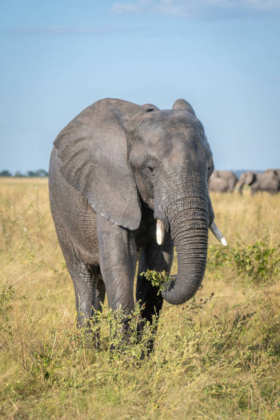istock African bush elephant stands eating in savannah 1422442550