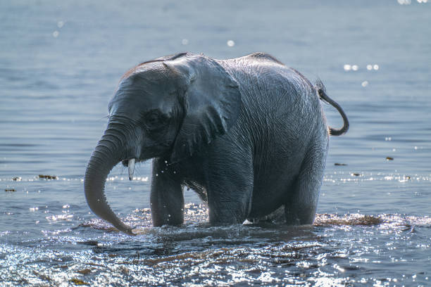 African bush elephant stands backlit in river