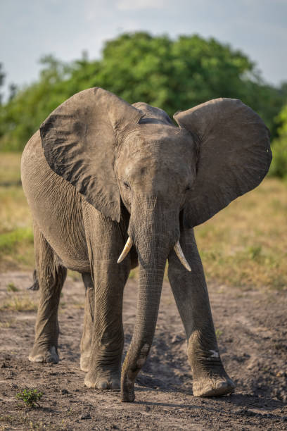 istock African bush elephant crosses savannah near trees 1422442694