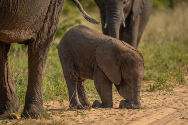 istock African bush elephant calf kneels on track 1422442727