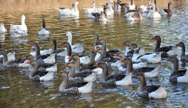 istock Home geese swim in the water 1422443007