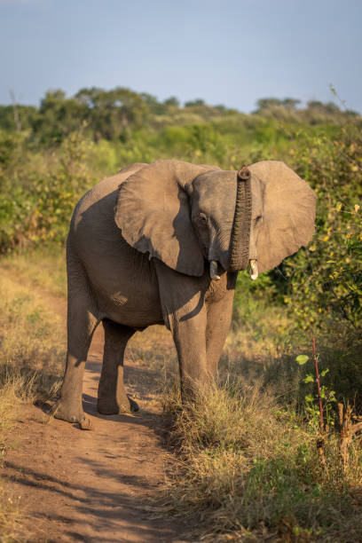 istock African bush elephant stands lifting up trunk 1422443093