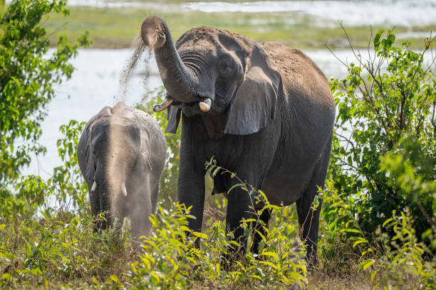 istock African bush elephant lifting sand by another 1422443136