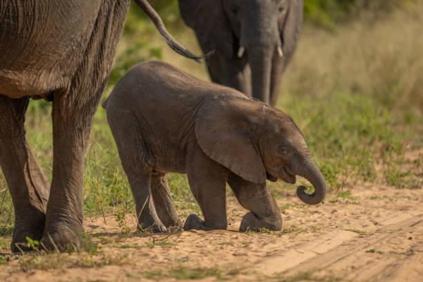 istock African bush elephant calf kneeling on track 1422443936