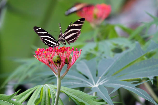 istock Tropical butterfly garden 1422444166
