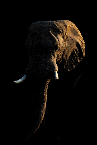 African bush elephant sidelit against dark background