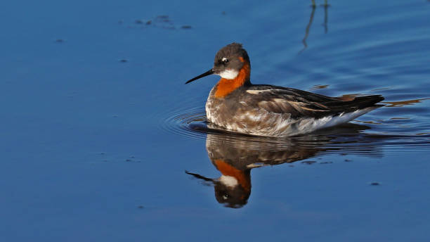 RClose up of a red-necked phalarope looking for food in shallow waters, Alaska
