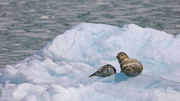 istock Two harbor seals resting on ice, Alaska 1422444823