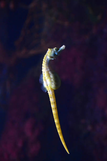 istock Hippocampus guttulatus. 1422446053