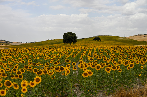 Yellow fields of sunflowers with a blue cloudy sky