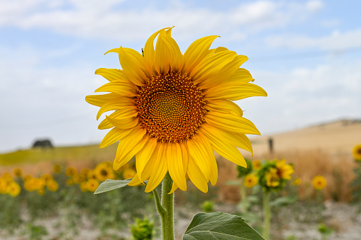 Bright yellow sunflower in the field of the plantation, against the background of the blue sky on a sunny day