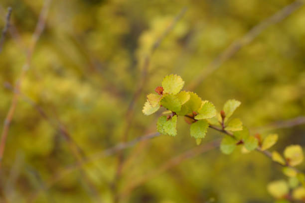 Branch