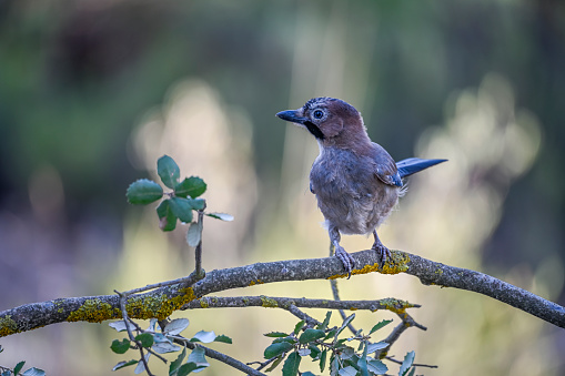 Common Jay or Garrulus glandarius, passerine of the corvid family