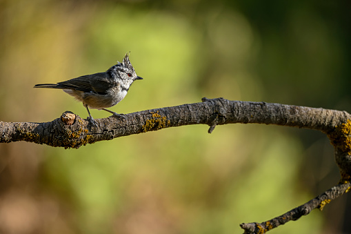 Lophophanes cristatus - The blue tit is a species of passerine bird in the Paridae family