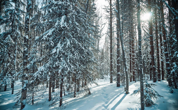 istock winter rural landscape 1422451363