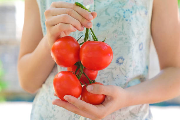 istock Red ripe organic tomatoes in the child’s hands. 1422451564