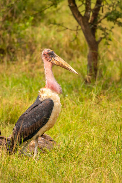 istock Marabou stork (Leptoptilos crumeniferus), Lake Mburo National Park, Uganda. 1422451833