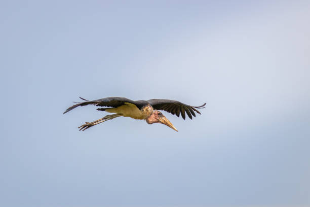 istock Marabou stork (Leptoptilos crumeniferus) flying, Lake Mburo National Park, Uganda. 1422451875