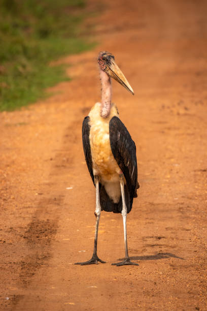 istock Marabou stork (Leptoptilos crumeniferus), Lake Mburo National Park, Uganda. 1422451882