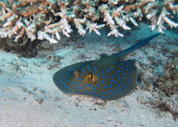 istock A Bluespotted stingray on the seafloor 1422452020