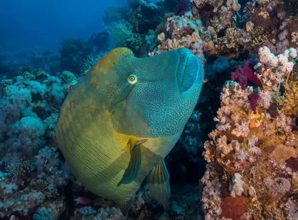 A large Napoleon wrasse (Cheilinus undulatus) fish swimming over the reef with a hump on its forehead and yellow gold and green coloration