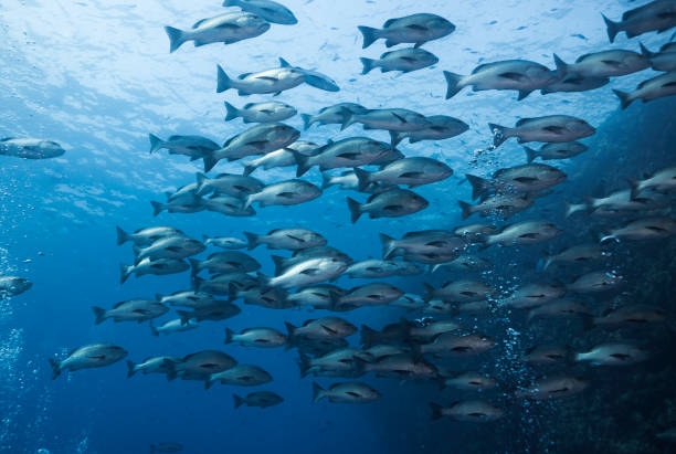 istock A large school of Twinspot snapper fish 1422453004