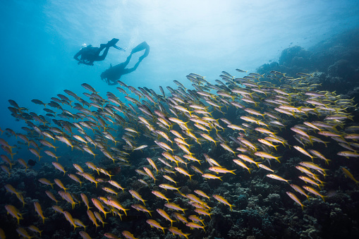 A large school of Yellowfin goatfish (Mulloidichthys vanicolensis) swimming over the reef with the silhouettes of two scuba divers in the background