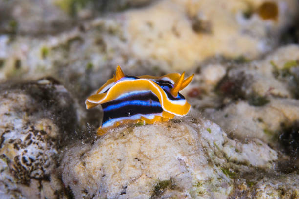 istock A Pyjama chromodorid nudibranch sea slug 1422453099